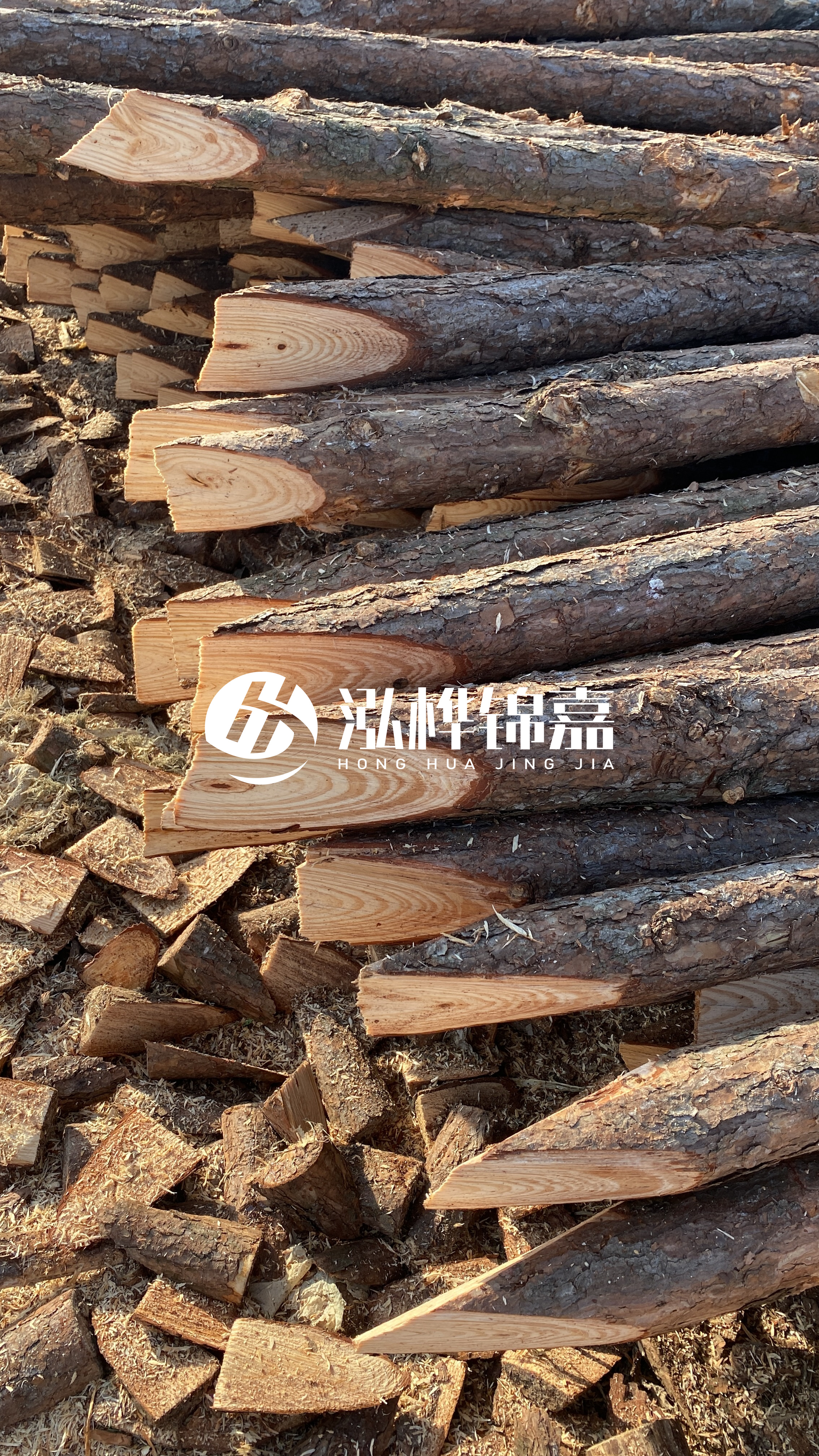 松木樁怎么分辨好壞？學(xué)會(huì)這幾招，輕松分辨松木樁好壞不踩雷！